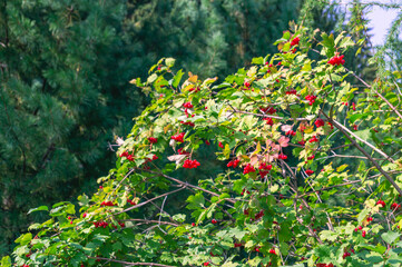 Ripe red viburnum fruits on a background of green leaves in the forest. Viburnum vulgaris(Latin Vibúrnum oculus) is a deciduous woody plant. Red berries and green foliage on the tree in summer.