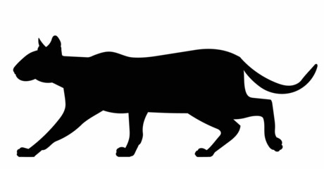 Fototapeta premium silhouette of a cat black isolated