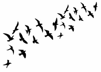 Fototapeta silhouette of flying flock of birds isolated, vector obraz