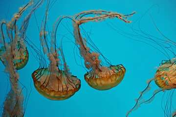Pacific Sea nettles - Baltimore National Aquarium © jerzy