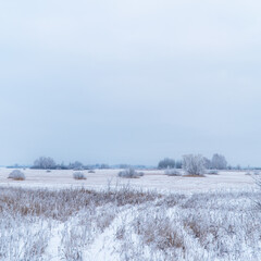 Overgrowth, bushes, trees and meadow in snow and magical frost. Winter fairy-tale landscape