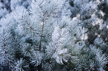 Under the environment of snowy weather in winter, the branches and leaves of plants are covered with frost