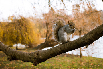 Squirrel St.James Park in London