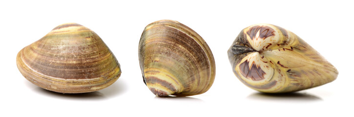 Stacked fresh raw clams on white background