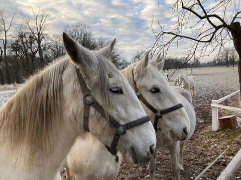 White horses in the national stud farm in Kladruby