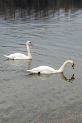 two swans on the lake