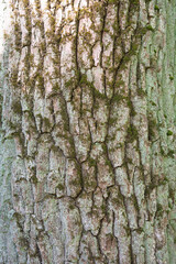 Natural texture of old oak tree bark. Tree bark texture