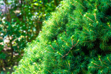 Canadian spruce green foliage. Decorative coniferous evergreen tree