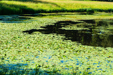 Pond with yellow waterlily flowers, green leaf, duckweed in a summer day