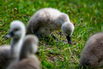 młode łabędzie  © Dariusz Grochal 
