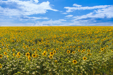 endless sunflower field to the horizon against the blue sky