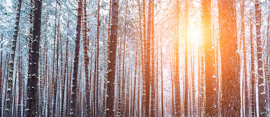Sunbeams streaking through pine trunks in a winter pine forest after a snowfall.