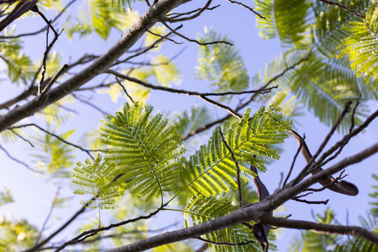 Branch of tropical leaves on a blue sky background. Paraserianthes lophantha.