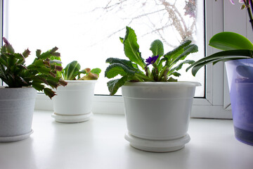Flowers in pots on the windowsill in winter.