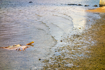 crab in the water