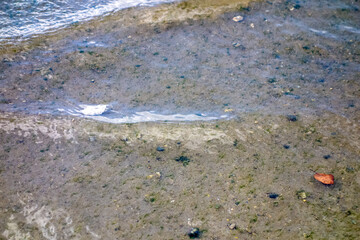 fish on the beach