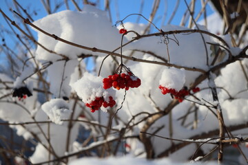 snow-covered branches and frozen viburnum berries