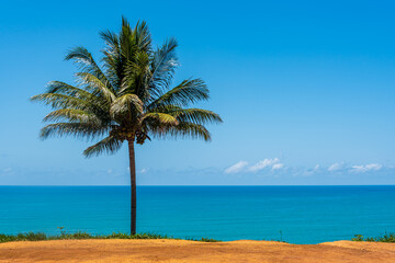 Fototapeta na wymiar Lonely palm tree standing in front of the ocean in Brazil