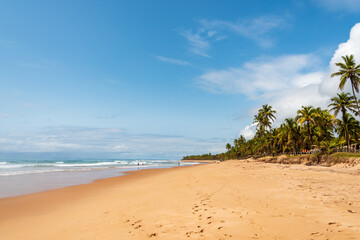 View of tropical wild beach in the northeastern region of Brazil