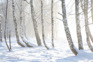 Sunset in the fog- and frost-clad costal birch woodland park