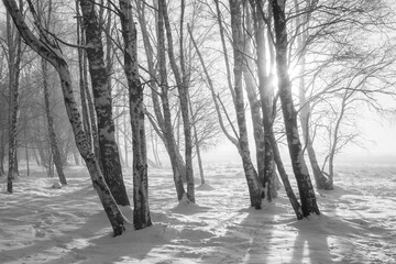 Monochromatic image of the sunset in the fog- and frost-clad coastal birch woodland park