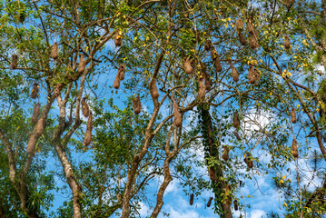 Exotic bird nests hanging from tree in Brazil
