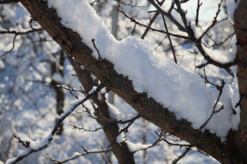branches of trees and shrubs covered with freshly fallen snow