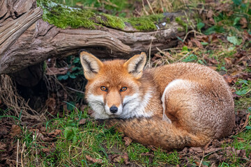 Fototapeta premium red fox vulpes