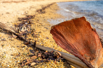 leaves on the beach