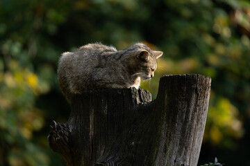 An European Wildcat - Felis silvestris silvestris - in a forest enjoying the sun in autumn