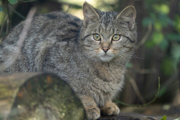 European Wildcat - Felis silvestris silvestris - in a forest enjoying the sun in autumn