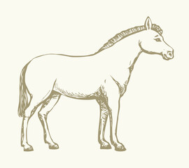 Pony horse animal. Vector drawing