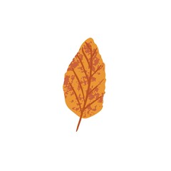 Dry fall leaf. Autumn foliage tree leaves. Brown autumnal September and October leafage. Modern botanical flat vector illustration isolated on white background