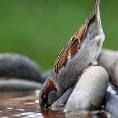 House sparrow, Passer domesticus, male drinks water from a bird's watering hole. Moravia. Europe.