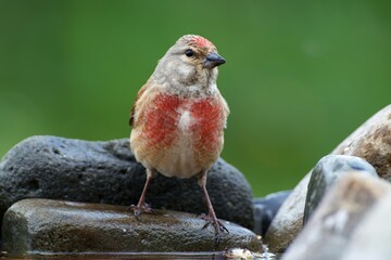 Linnet, Carduelis cannabina, male stands on a stone at a bird's watering hole. Moravia. Europe. 