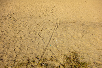 Fototapeta na wymiar grass in the sand