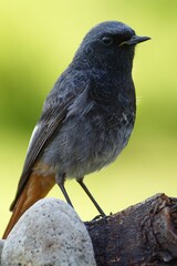 Male black redstart ( Phoenicurus ochruros) stands on a piece of wood near a stone. Moravia. Europe.