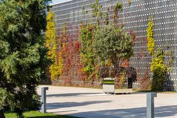 Osmanthus fragrans trees (sweet or fragrant olive) in mirrored containers. Orange-red lianas on decorative wall. Public landscape park "Kranodar" or Galician park. Krasnodar, Russia - October 21, 2021