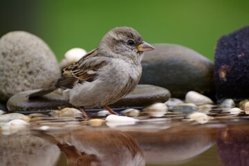 Young sparrow stands in the water of a bird's watering hole. Moravia. Europe. 