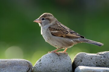 Young sparrow stands on a stone. Moravia. Europe. 