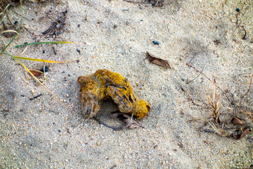 wood on the ground