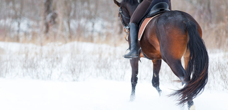 Equestrian sport or horse riding winter concept image with copy space.