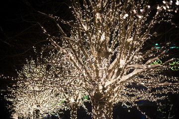 Trees decorated with Christmas lights in the park like snow covered with snow. Christmas decorations.