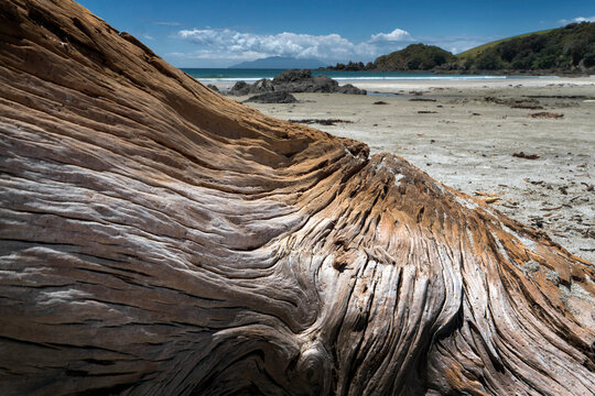 Washed up tree stem at Tawharanui Regional Park New Zealand. Wood at the beach. Thrift wood.