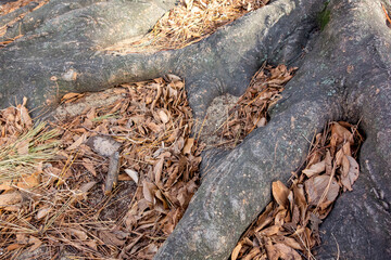 leaves on the ground