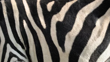 Fototapeten zebra texture © pixeltrap