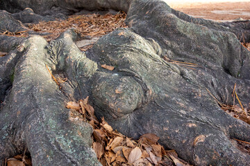 lava rocks in hawaii