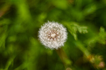 dandelion on a background of greenery