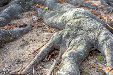 sand on the tree