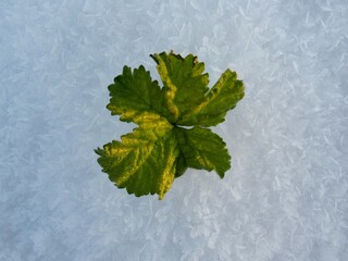 Zielony liść w słońcu na śniegu